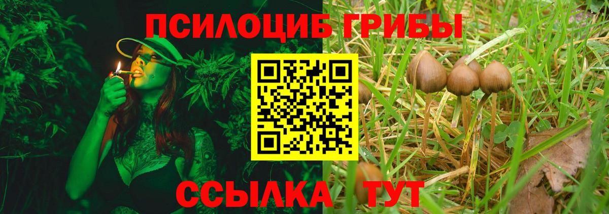 Псилоцибиновые грибы Psilocybe Нефтекамск